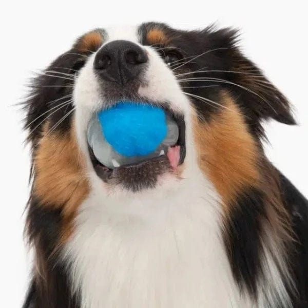Zeus Duo Interactive Squeaking Ball Dog Toy Set