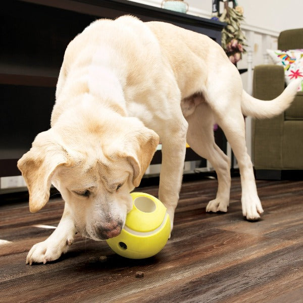 KONG Rewards Tennis Interactive Treat - Dispensing Dog Toy for Canine Entertainment