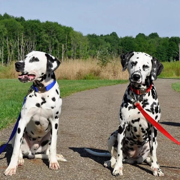 Coastal Classic Single-Ply Nylon Dog Walking Leash