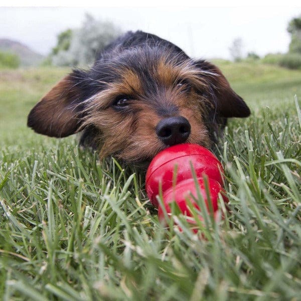 KONG Bacon and Cheese Flavored Easy Treat Recipe for Dogs