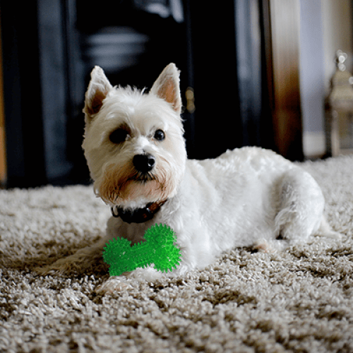 Gnawsome Small-Sized Squeaky Bone Toy for Dogs