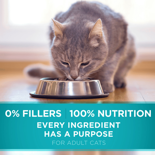 Purina ONE True Instinct Grain-Free Dry Cat Food with Real Chicken, 1.45kg - Premium Feline Nutrition
