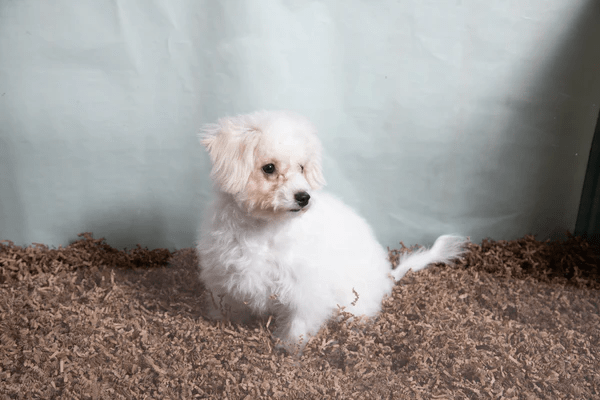Environmentally Friendly Bedding Solutions for Small Pets