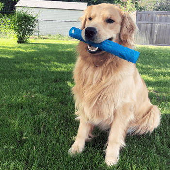 Gnawsome Interactive Crinkle Stick Dog Toy for Medium and Large Dogs