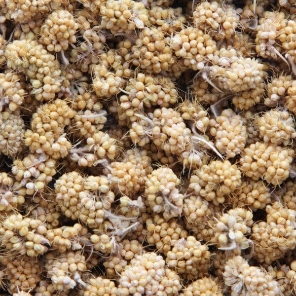 Sunburst Gourmet Natural Millet Bits - Ideal Treats for Small Birds