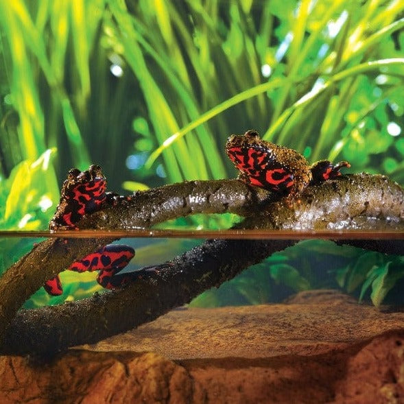 Exo Terra Bendable and Waterproof Jungle Vines for Arboreal Reptiles