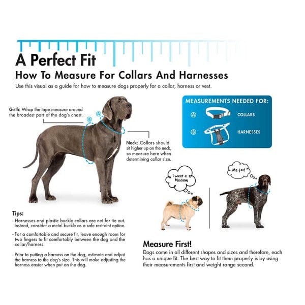 Stylish Coastal Adjustable Nylon Dog Collar with Comfortable Plastic Buckle