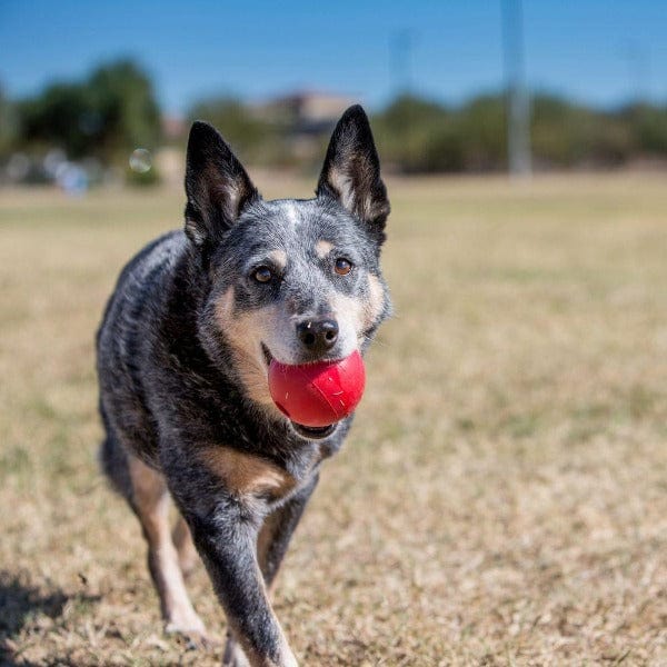 KONG Durable Rubber Ball - Ideal Dog Toy for Fetching Games