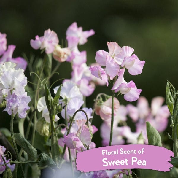 Tropiclean Sweet Pea Spray for Effortless Tangle Removal