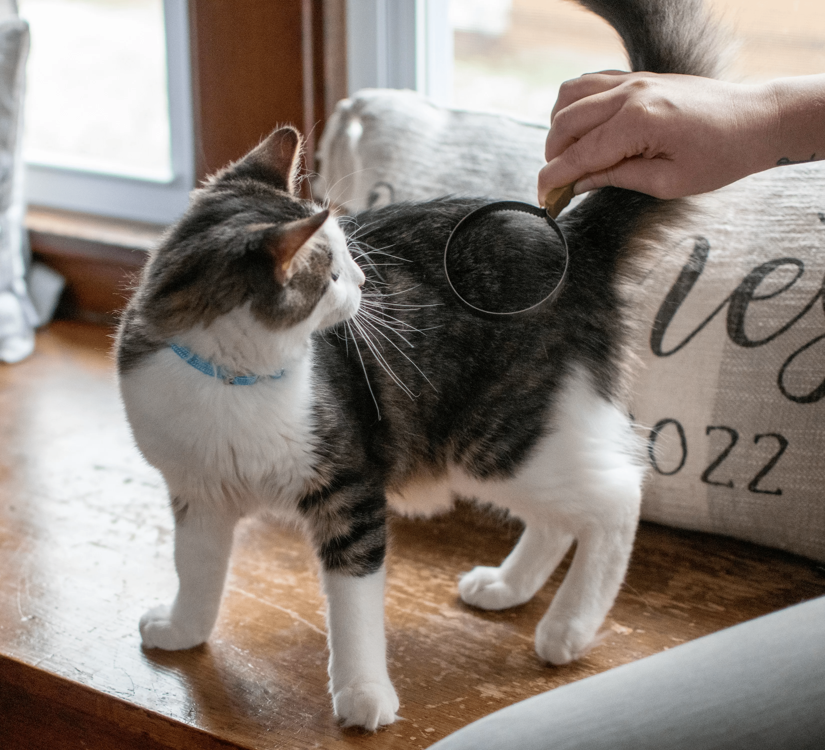 Coastal's Safari Stainless Steel Cat Shedding Blade for All Coat Types