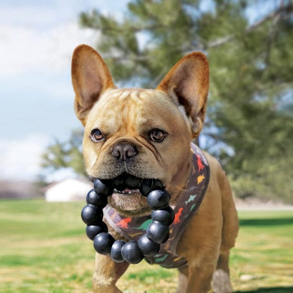 KONG Extreme Durable Ring Toy for Adult Dogs