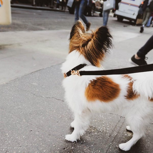 Fashionable Coastal Microfiber Dog Leash with Rose Gold Hardware