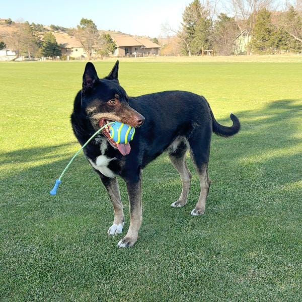 KONG Bunji High-Visibility Glow-in-the-Dark Ball Dog Toy for All-Day Play