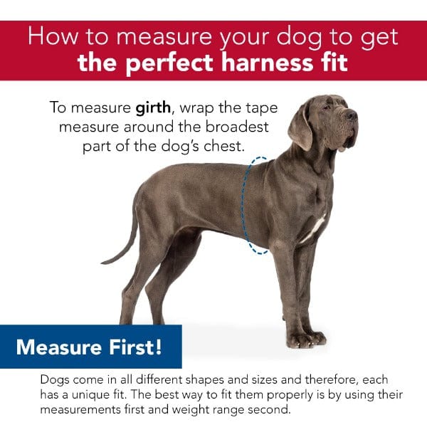 Comfortable and Soft Adjustable Mesh Dog Walking Harness