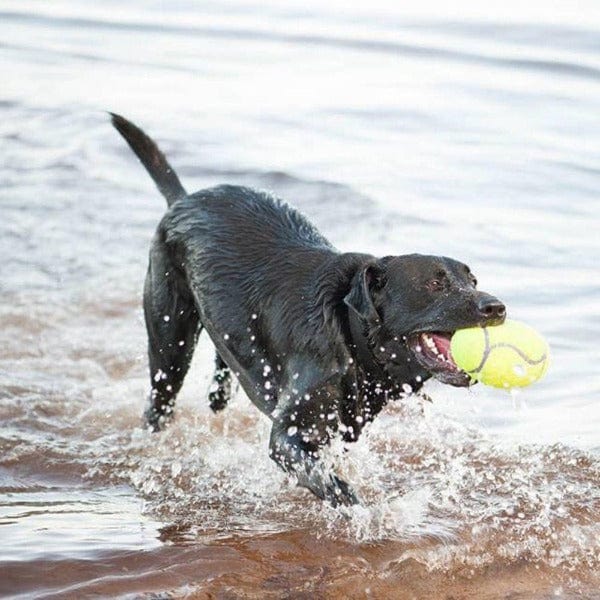 KONG Airdog Squeaky Fetching Football Dog Toy for Endless Play