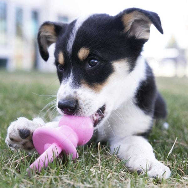 KONG Puppy Binkie - Ideal Chew Toy for Young Puppies