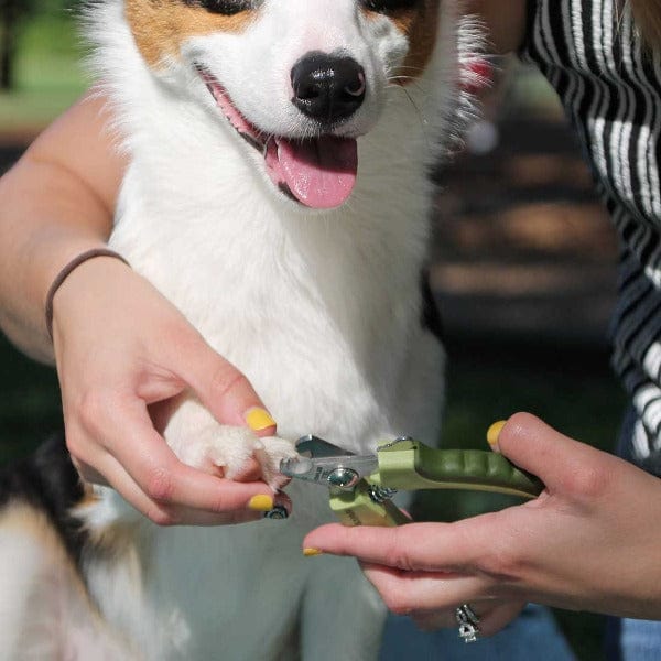 Safari High - Quality Professional Stainless Steel Dog Nail Clipper for Grooming