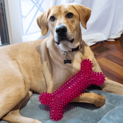 Gnawsome Mega Squeaker Dog Chew Bone - Ideal Interactive Toy for Canines