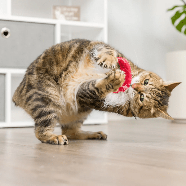 Huxley & Kent Festive Santa Hat and Sweet Peppermint Candy Cat Toy Set