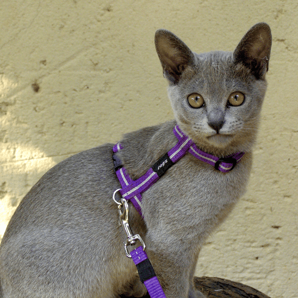 Rogz AlleyCat Reflective Adjustable Cat Harness & Lead Set