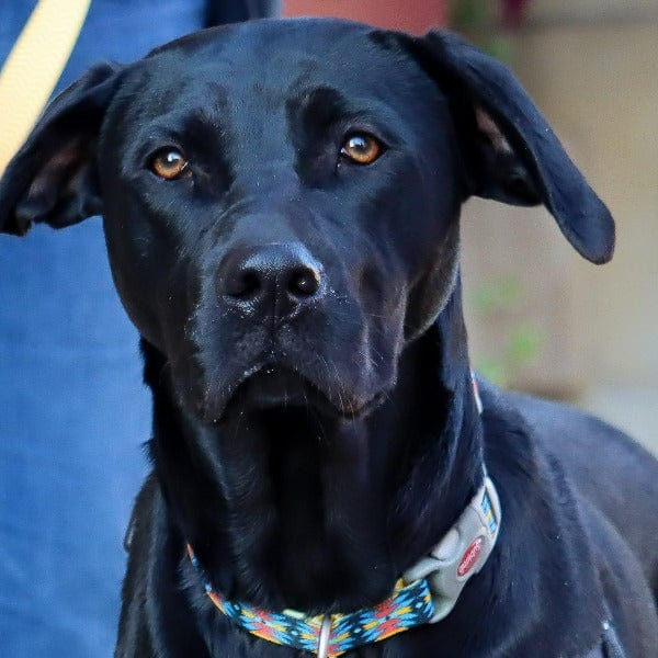Sublime Durable Adjustable Dog Collar with Unique Patterns