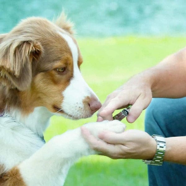 Safari Stainless - Steel Guillotine - Style Dog Nail Trimming Tool