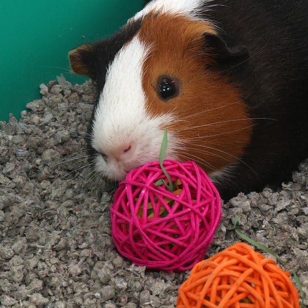 Colorful Party Chewing Toys for All-Size Critters - Ware Party Chews