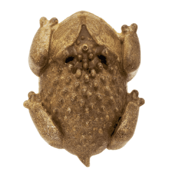 RedBarn Single All - Natural Chew - A - Bulls Horned Toad - Shaped Dog Treat for Daily Dental Care