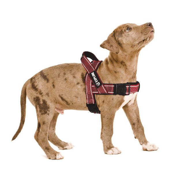 M-PETS Comfortable and Reflective Dog Harness for Safe Nighttime Strolls