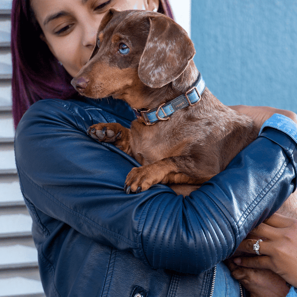 Rogz Urban Classic Dog Collar in Soothing Pastels with Rose Gold Trims