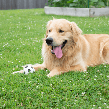 Gnawsome Interactive Squeaker Soccer Ball Toy for Small and Medium Dogs