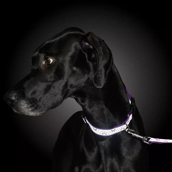 Lazer Brite Reflective Open-Style Adjustable Dog Collar for Enhanced Visibility