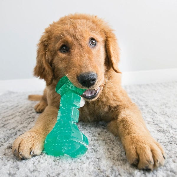 KONG Squeezz Dental Bone - Ideal Dog Toy for Light Chewers
