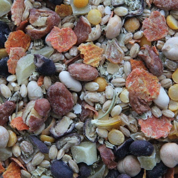 Higgins Worldly Inca Bean Salad Bird Food - A Tasty Mexican - Inspired Appetizer