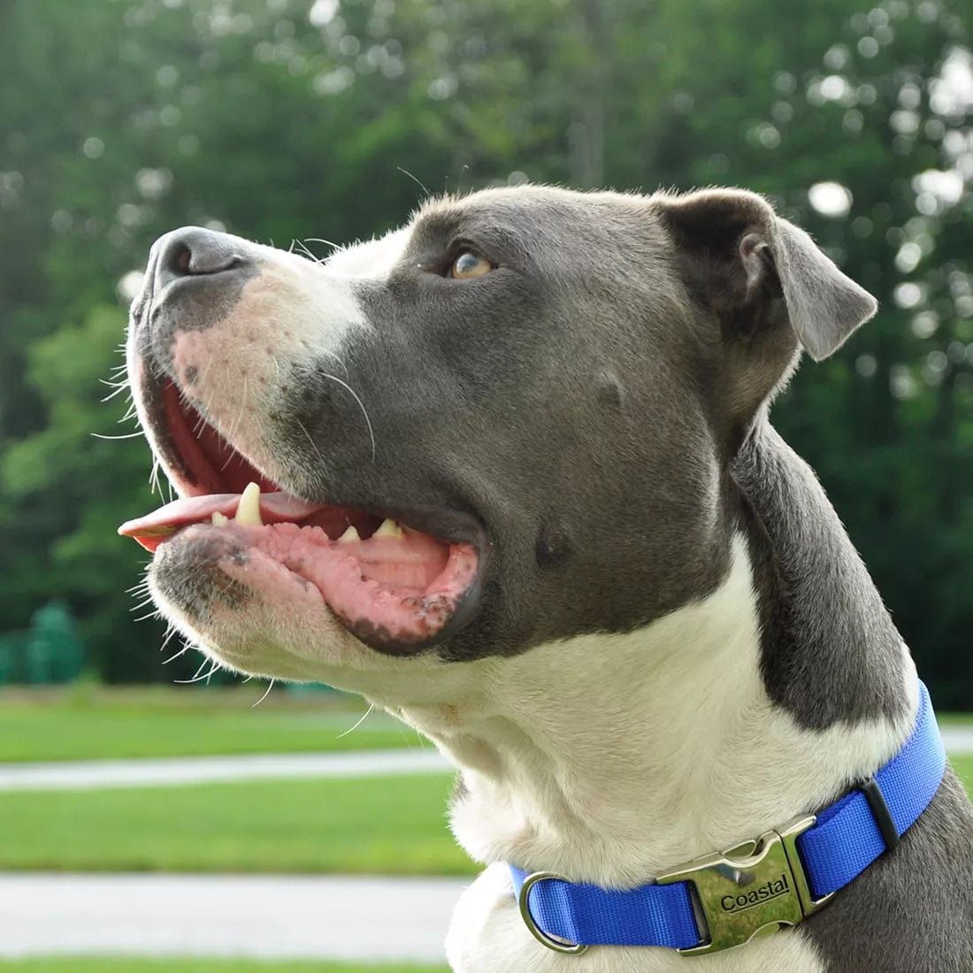 Coastal High - Quality Adjustable Nylon Dog Collar with Durable Metal Buckle