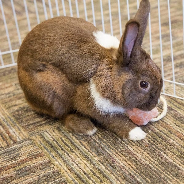 Himalayan Rock Salt Treat on a Rope for Small Pets