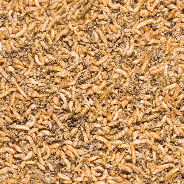 Versele-Laga High - Quality Insect Mix Menu for Brooding and Young Birds