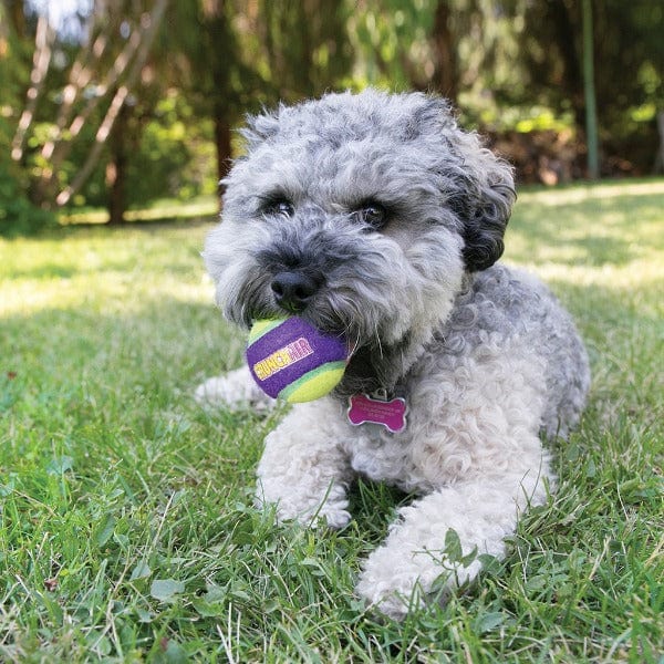 KONG CrunchAir Durable Dog Toy with Unique Crunch Sound