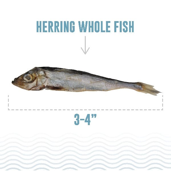Icelandic Whole Herring Fish Cat Treats - Special Order Item for Feline Delight