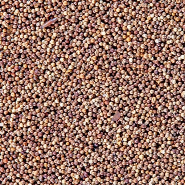 San Francisco Bay Brand Premium Brine Shrimp Hatching Eggs for Aquariums and Reptiles