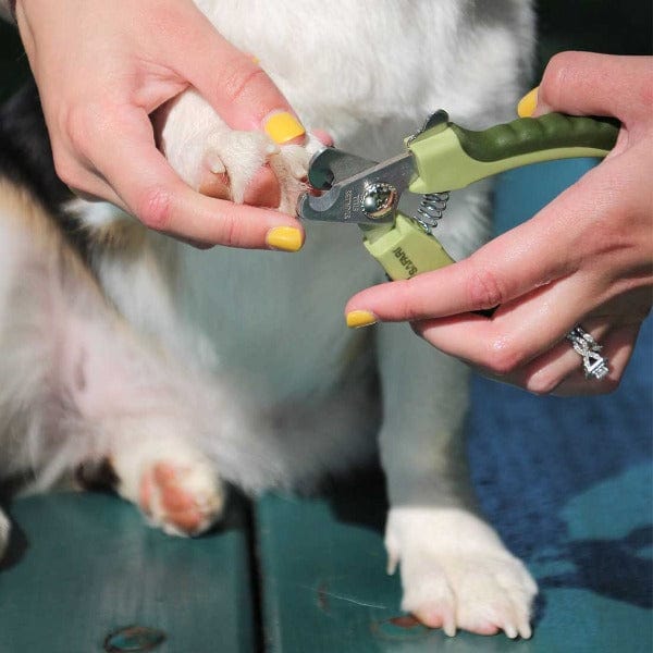Safari High - Quality Professional Stainless Steel Dog Nail Clipper for Grooming