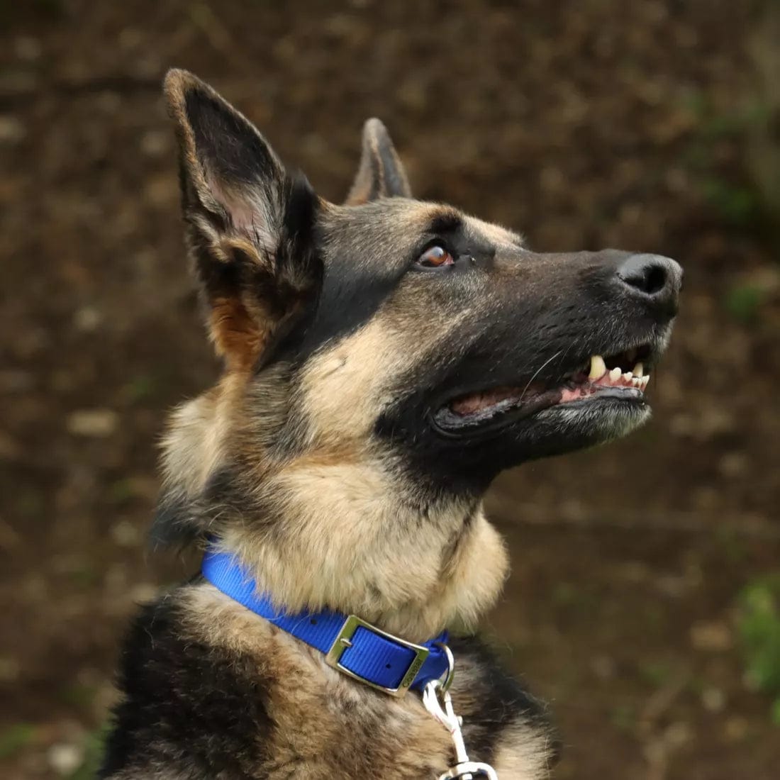 Coastal Single - Ply Durable Nylon Dog Collar for All Breeds