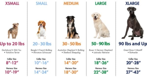 Stylish Coastal Bone - Buckled Sunburst Adjustable Dog Collar for Puppies