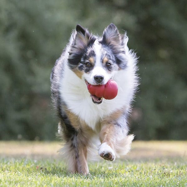 KONG Classic Ultra - Durable Dog Chew and Play Toy