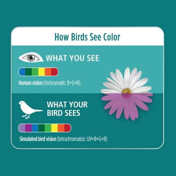 26W HARI Avian UVB 5.0/UVA 25 Energy-Saving Light Bulb for Caged Birds