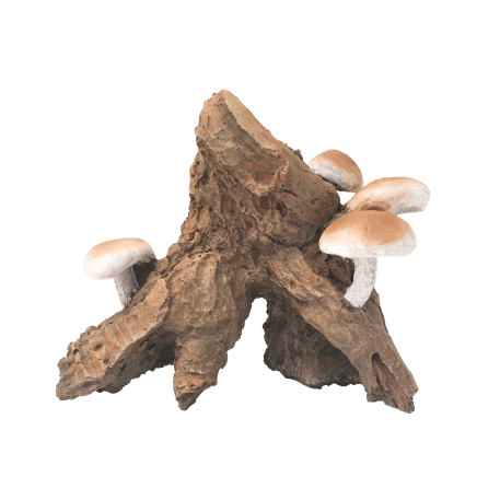 Natural - Looking Fish Gear Root Cluster with Mushrooms for Aquariums and Terrariums