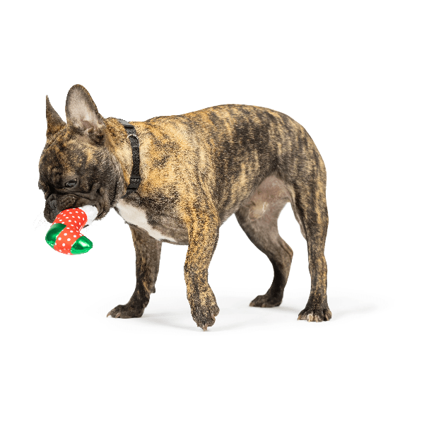 Huxley & Kent Festive Tiny Tuff Ugly Sweater Party Dog Toy Set for Small Dogs