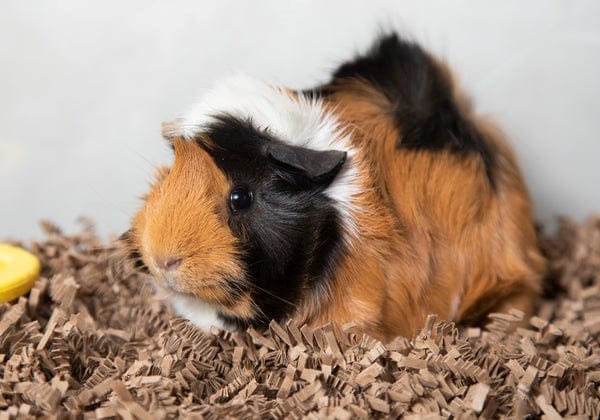 Environmentally Friendly Bedding Solutions for Small Pets