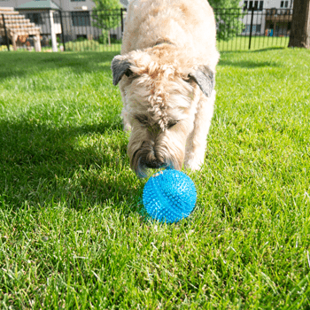 Extra Large Gnawsome Squeaker Ball with Spiky Texture for Big Dogs
