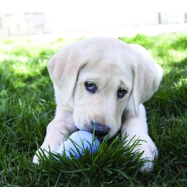 USA-Made KONG Puppy Treats with Irresistible Chicken Liver Flavor